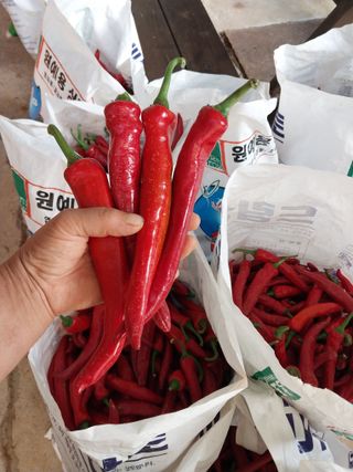 차민주님의 8월 내 작물 자랑하기 · 참여글 작성글 사진