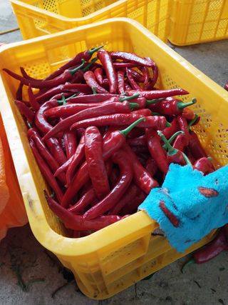 차민주님의 8월 내 작물 자랑하기 · 참여글 작성글 사진