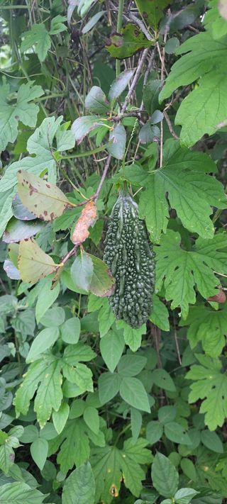 윤석돈님의 기타작물 · 자유게시판 작성글 사진