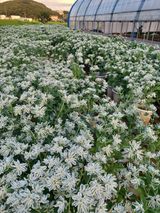 팜모닝 기타작물·자유게시판 게시글 이미지