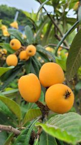 팜모닝 8월 내 작물 자랑하기·참여글 게시글 이미지