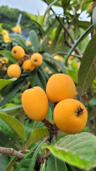 김상철님의 8월 내 작물 자랑하기 · 참여글 작성글 사진