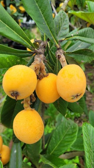 김상철님의 8월 내 작물 자랑하기 · 참여글 작성글 사진