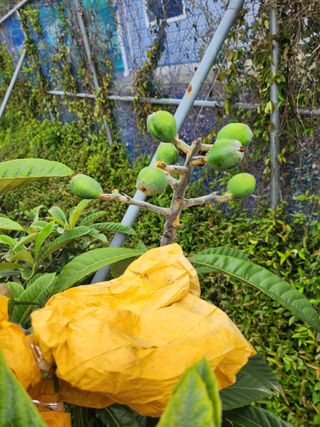 김상철님의 8월 내 작물 자랑하기 · 참여글 작성글 사진