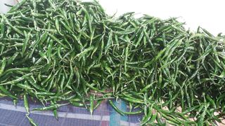 김형래님의 고추 · 수확 작성글 사진