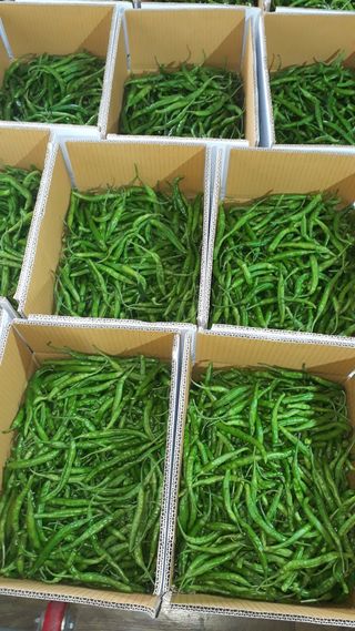 김형래님의 8월 내 작물 자랑하기 · 참여글 작성글 사진