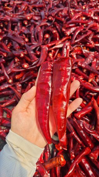 동현님의 고추 · 일상 작성글 사진