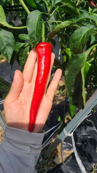 동현님의 고추 · 일상 작성글 사진