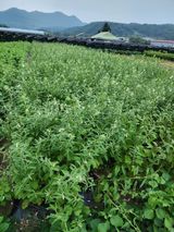 팜모닝 8월 내 작물 자랑하기·참여글 게시글 이미지