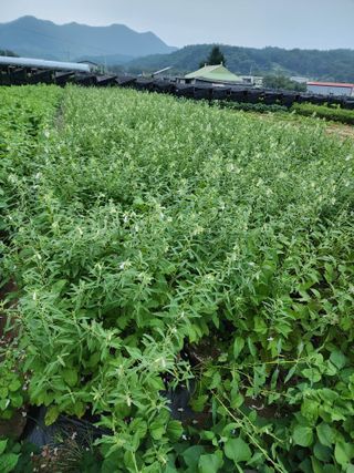 김태영님의 8월 내 작물 자랑하기 · 참여글 작성글 사진