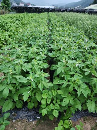 김태영님의 8월 내 작물 자랑하기 · 참여글 작성글 사진