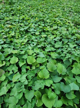 김태영님의 8월 내 작물 자랑하기 · 참여글 작성글 사진