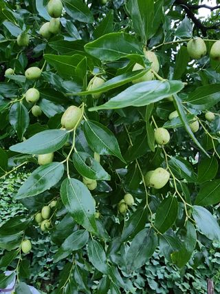 김태영님의 8월 내 작물 자랑하기 · 참여글 작성글 사진