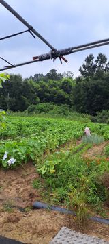 팜모닝 들깨·자유게시판 게시글 이미지