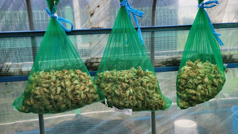 장터 상품 [전라도 쪽파 1kg] 썸네일