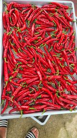 팜모닝 고추·수확 게시글 이미지