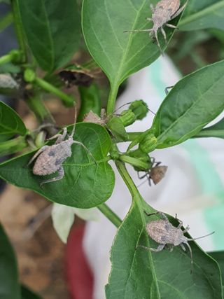 행복하게~님의 고추 · 병해충상담 작성글 사진