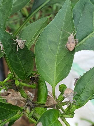 행복하게~님의 고추 · 병해충상담 작성글 사진