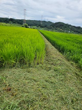 전복수님의 벼 · 자유게시판 작성글 사진