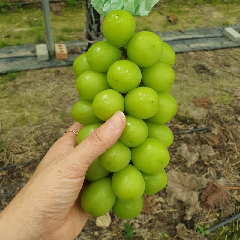 4799님의 장터 판매 상품 [샤인머스켓 2kg] 첨부 사진