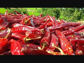 농부아내님의 작성글 사진