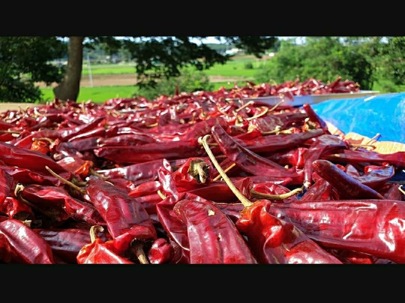 농부아내님의 장터 판매 상품 [[김장철 특판] 유황건고추 600g 한 근] 첨부 사진