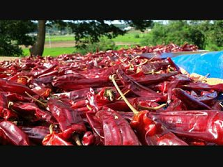 농부아내님의 작성글 사진