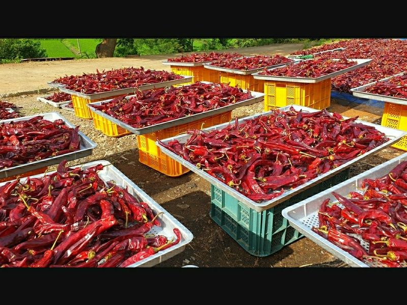 농부아내님의 장터 판매 상품 [[김장철 특판] 유황건고추 600g 한 근] 첨부 사진