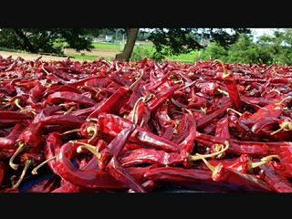 농부아내님의 작성글 사진