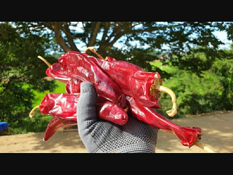 농부아내님의 장터 판매 상품 [[김장철 특판] 유황건고추 600g 한 근] 첨부 사진