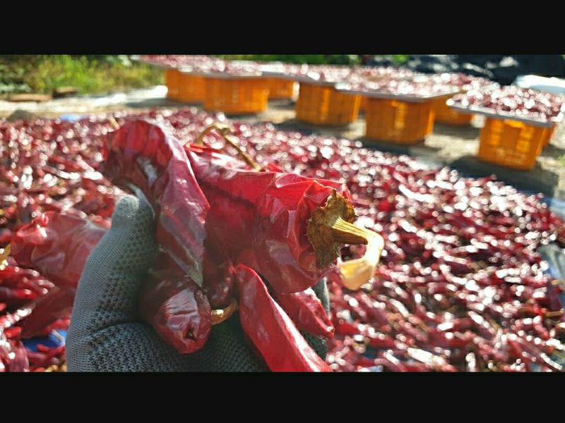 농부아내님의 장터 판매 상품 [[김장철 특판] 유황건고추 600g 한 근] 첨부 사진