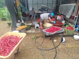 드래곤 님의 고추 · 영농일지 작성글 사진