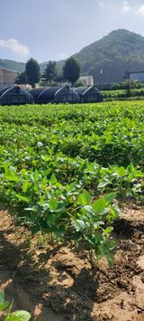 팜모닝 8월 내 작물 자랑하기·참여글 게시글 이미지