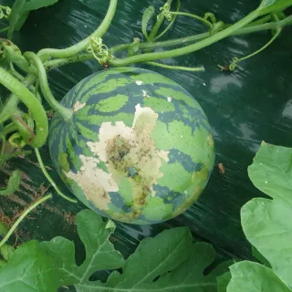 이진경님의 기타작물 · 병해충상담 작성글 사진