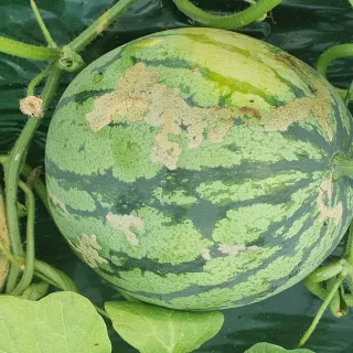 이진경님의 기타작물 · 병해충상담 작성글 사진