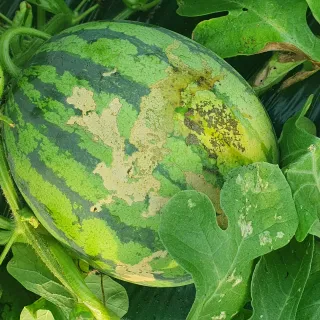 이진경님의 기타작물 · 병해충상담 작성글 사진