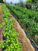 팜모닝 8월 내 작물 자랑하기·참여글 게시글 이미지