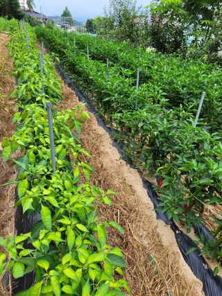 이화수님의 8월 내 작물 자랑하기 · 참여글 작성글 사진