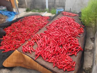 이화수님의 8월 내 작물 자랑하기 · 참여글 작성글 사진