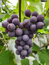 팜모닝 포도·영농일지 게시글 이미지