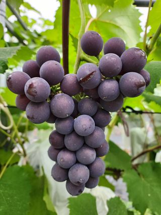 허명무님의 포도 · 영농일지 작성글 사진