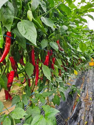 최경림님의 8월 내 작물 자랑하기 · 참여글 작성글 사진