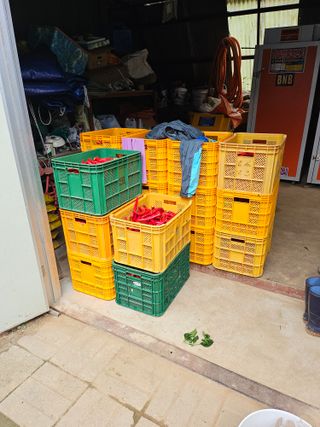 최경림님의 8월 내 작물 자랑하기 · 참여글 작성글 사진