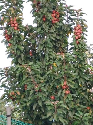 숲속의사나이님의 자유주제 · 자유게시판 작성글 사진