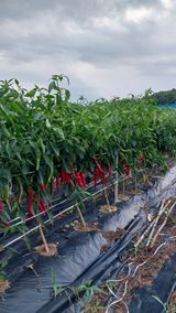 팜모닝 고추·수확 게시글 이미지