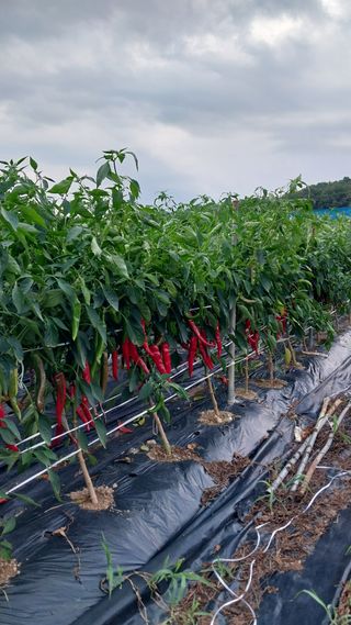 박명호님의 고추 · 수확 작성글 사진