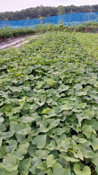 박명호님의 고추 · 수확 작성글 사진