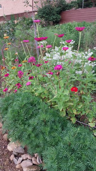 박명호님의 고추 · 수확 작성글 사진