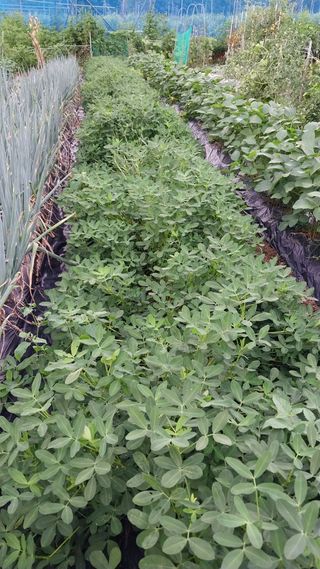 박명호님의 고추 · 수확 작성글 사진