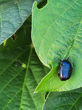 시골에 살어리랏다 님의 콩 · 병해충상담 작성글 사진